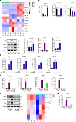 Reprogramming alternative macrophage polarization by GATM-mediated endogenous creatine synthesis: A potential target for HDM-induced asthma treatment